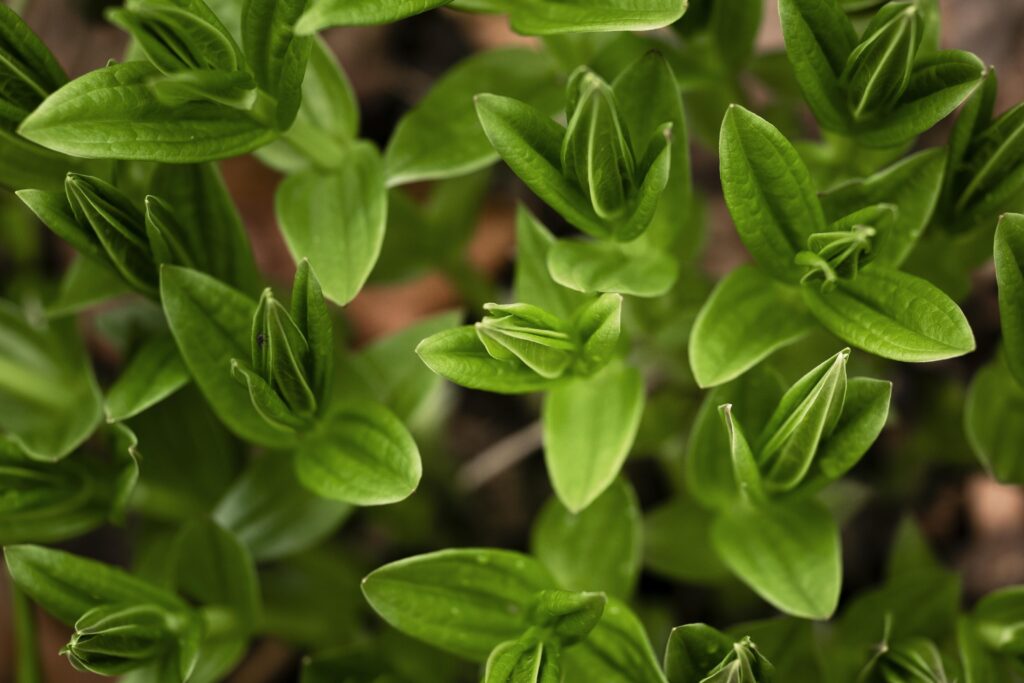 planta ashwagandha