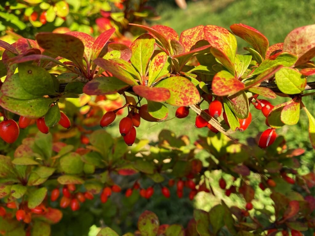 Arbusto de berberis (berberina) con bayas rojas