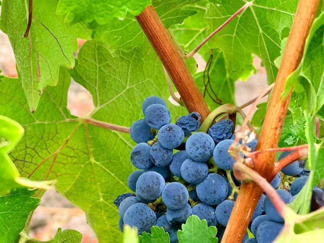 Racimo de uvas negras en la vid; la piel de la uva es una de las fuentes naturales de resveratrol